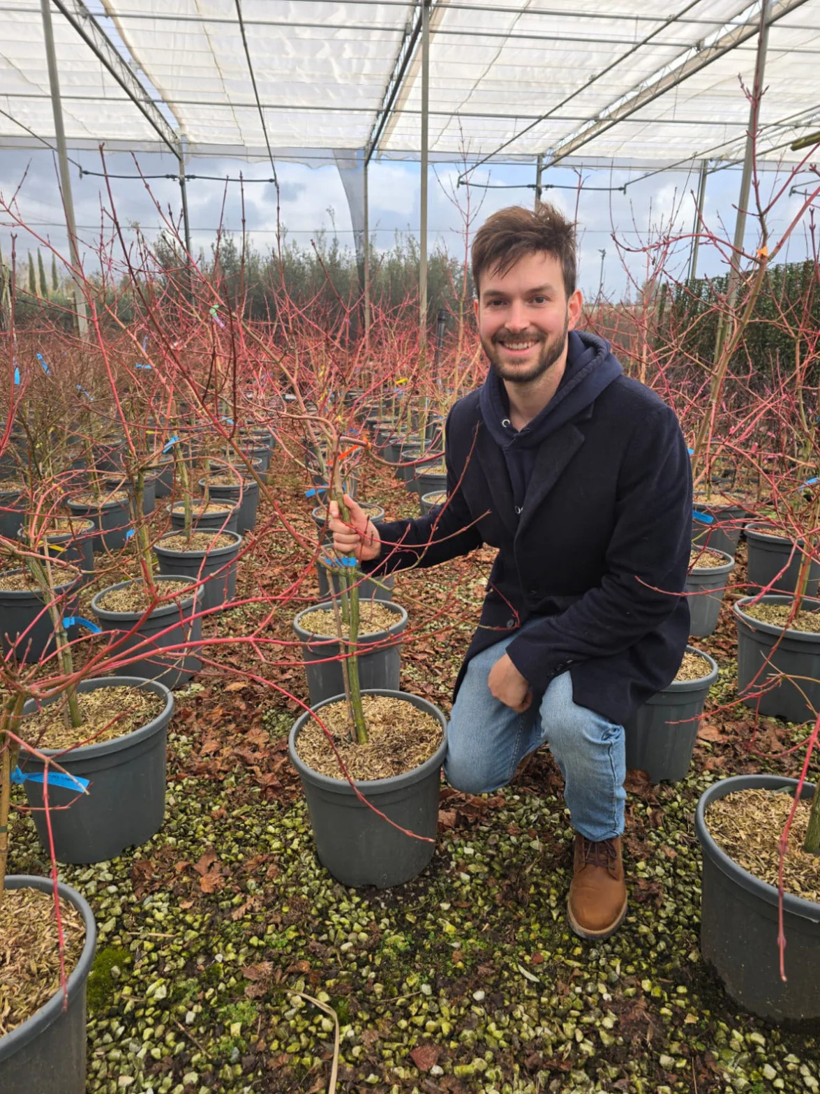 Acer conspicuum Red Flamingo - Image 3