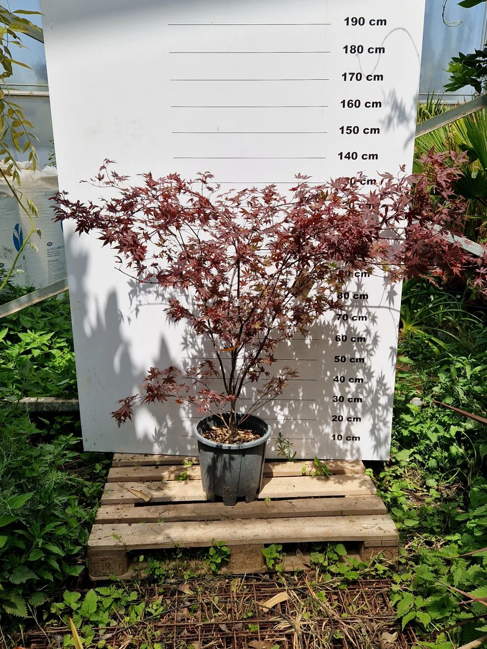 Acer Palmatum Atropurpureum - Image 3