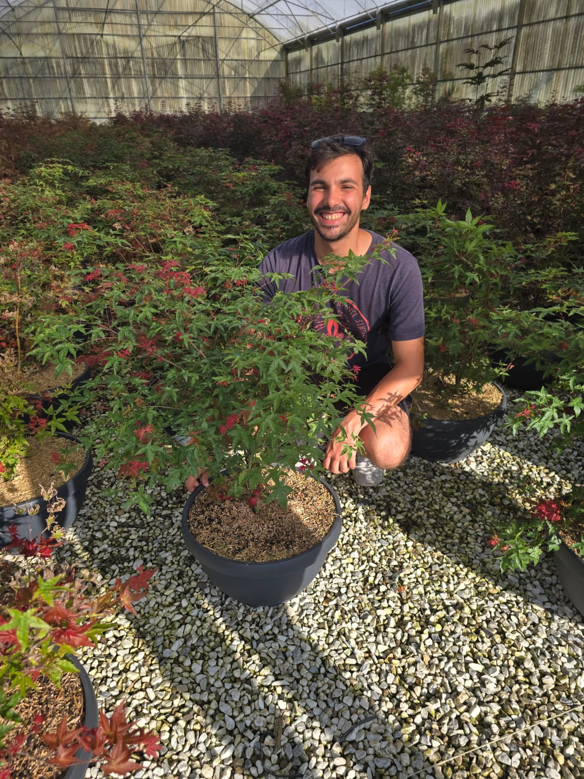Acer Palmatum 'Beni Maiko' - Image 3