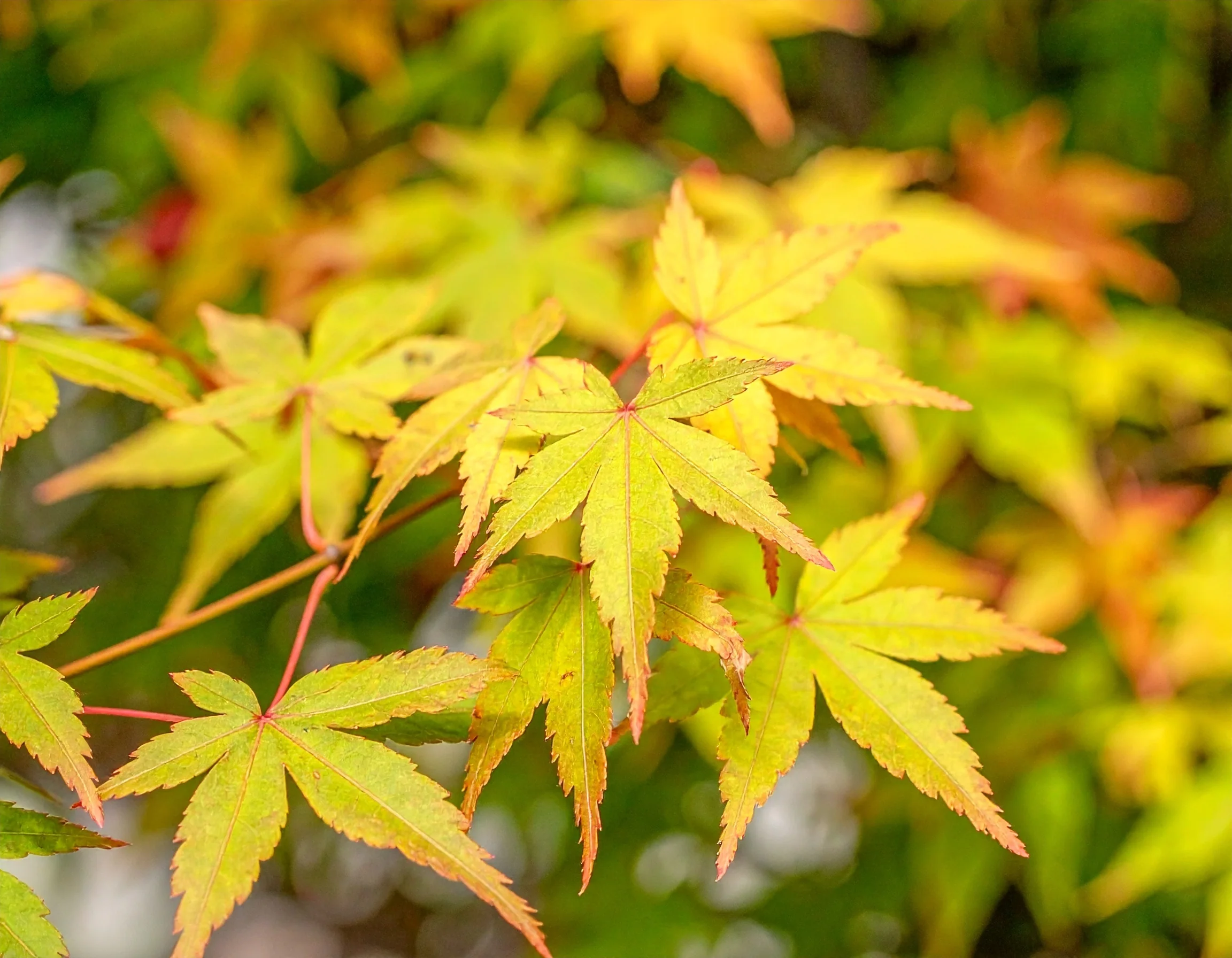 Acer Palmatum Bi-hoo - Image 2
