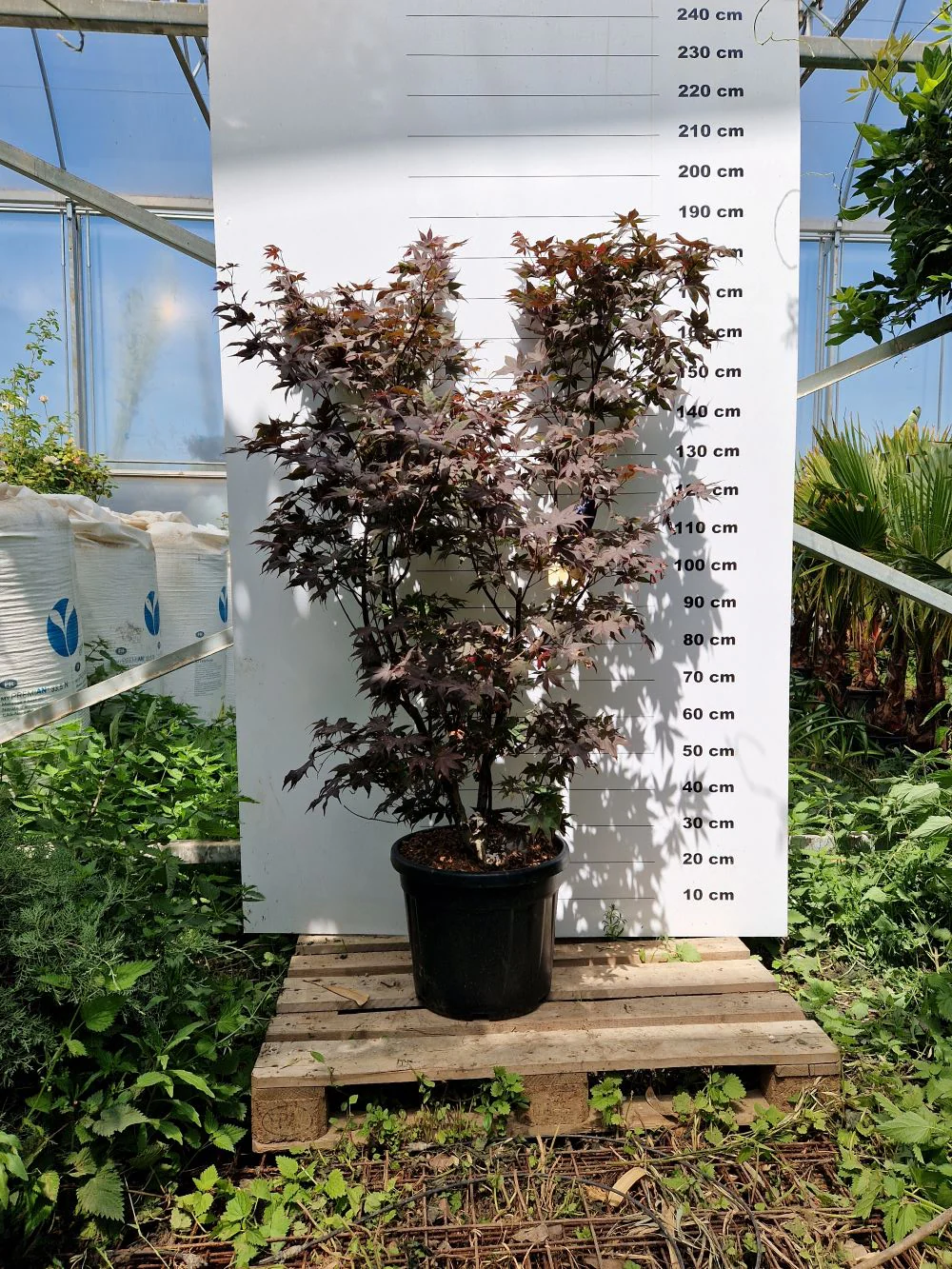 Acer Palmatum Bloodgood - Image 3