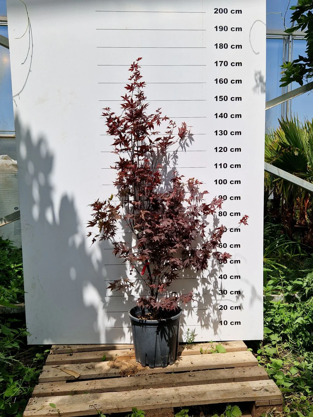 Acer Palmatum Bloodgood - Image 4