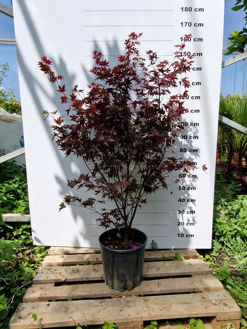 Acer Palmatum Bloodgood - Image 5