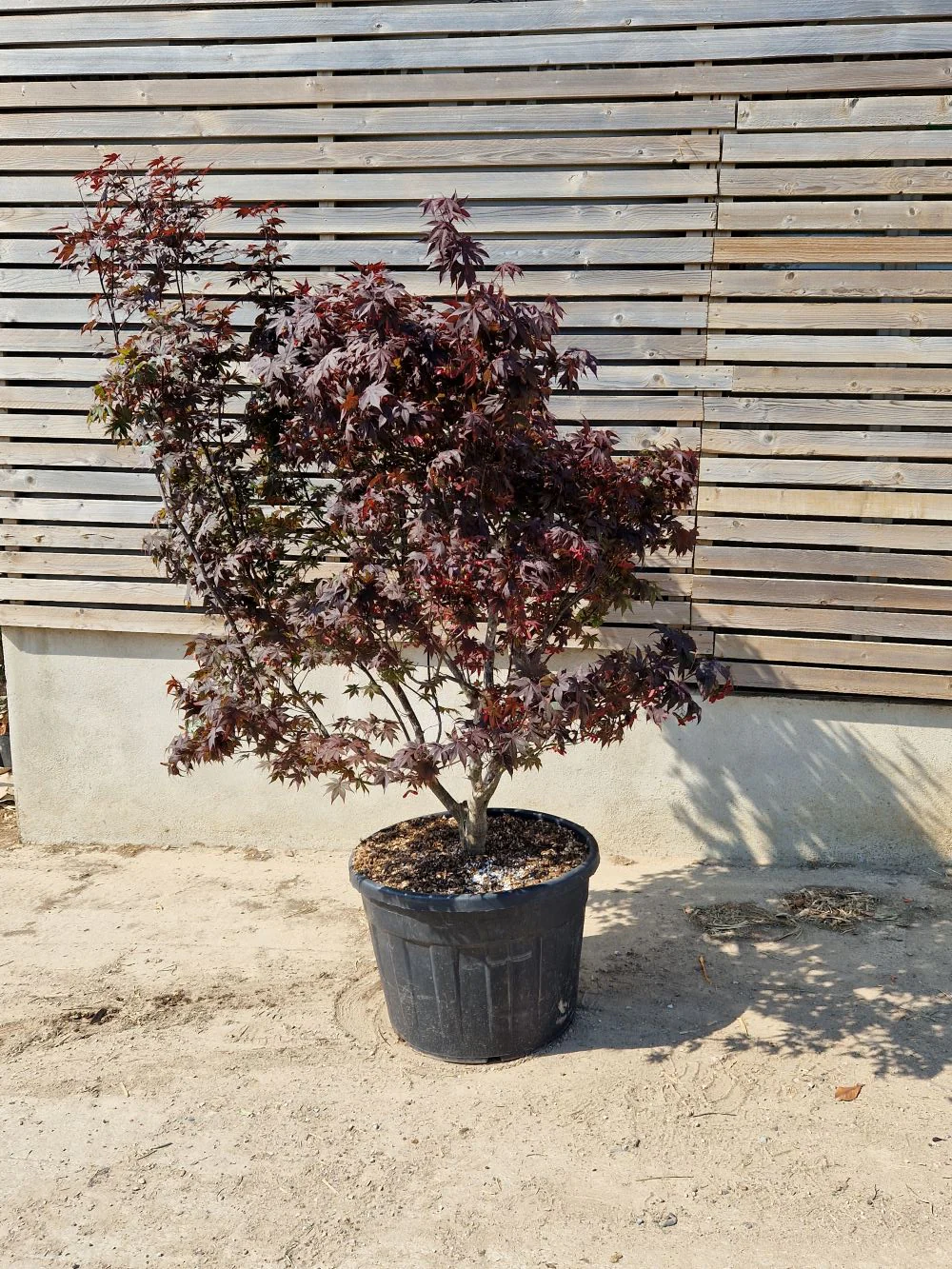 Acer Palmatum Bloodgood - Image 6