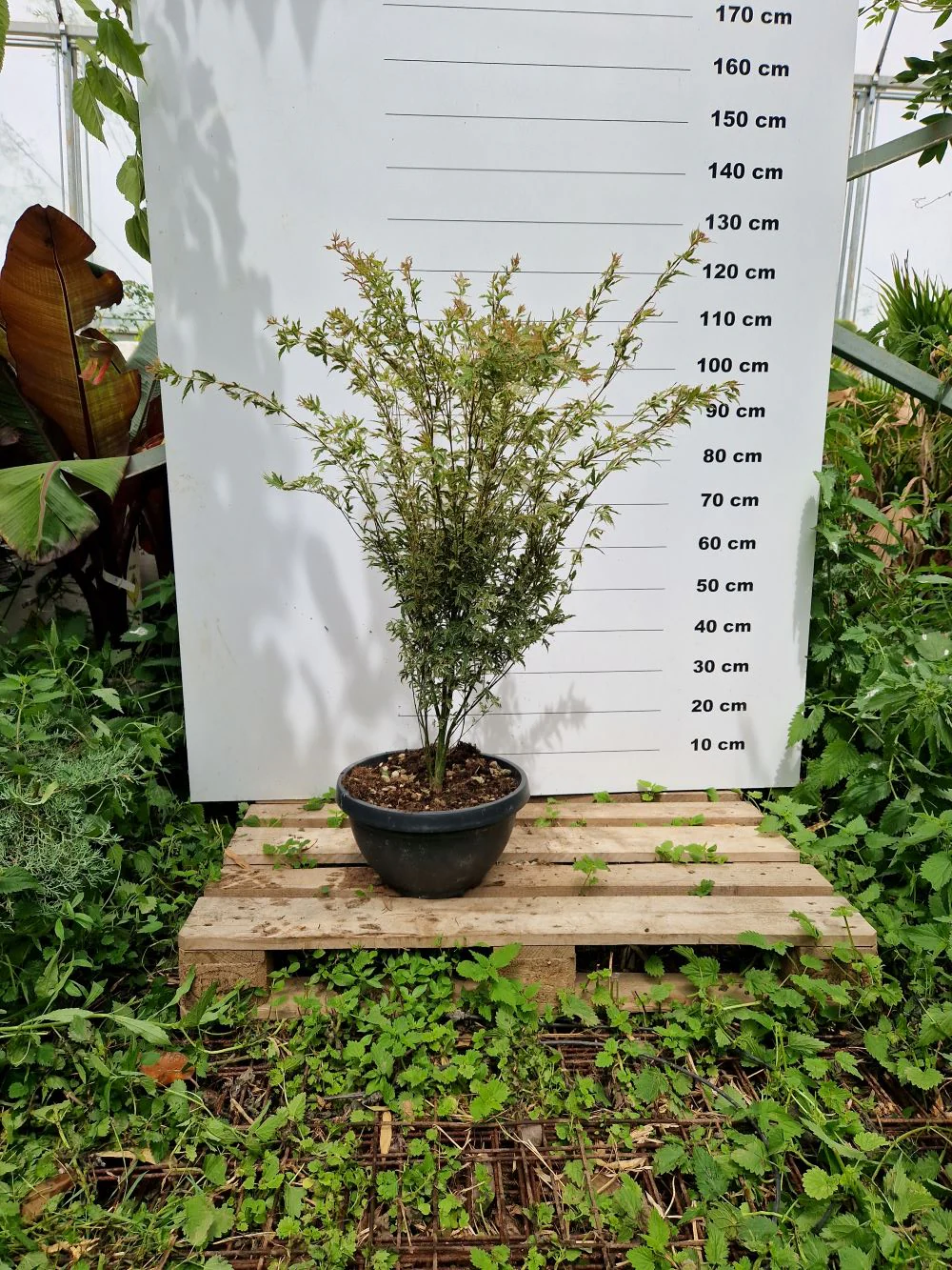Acer Palmatum Butterfly - Image 3