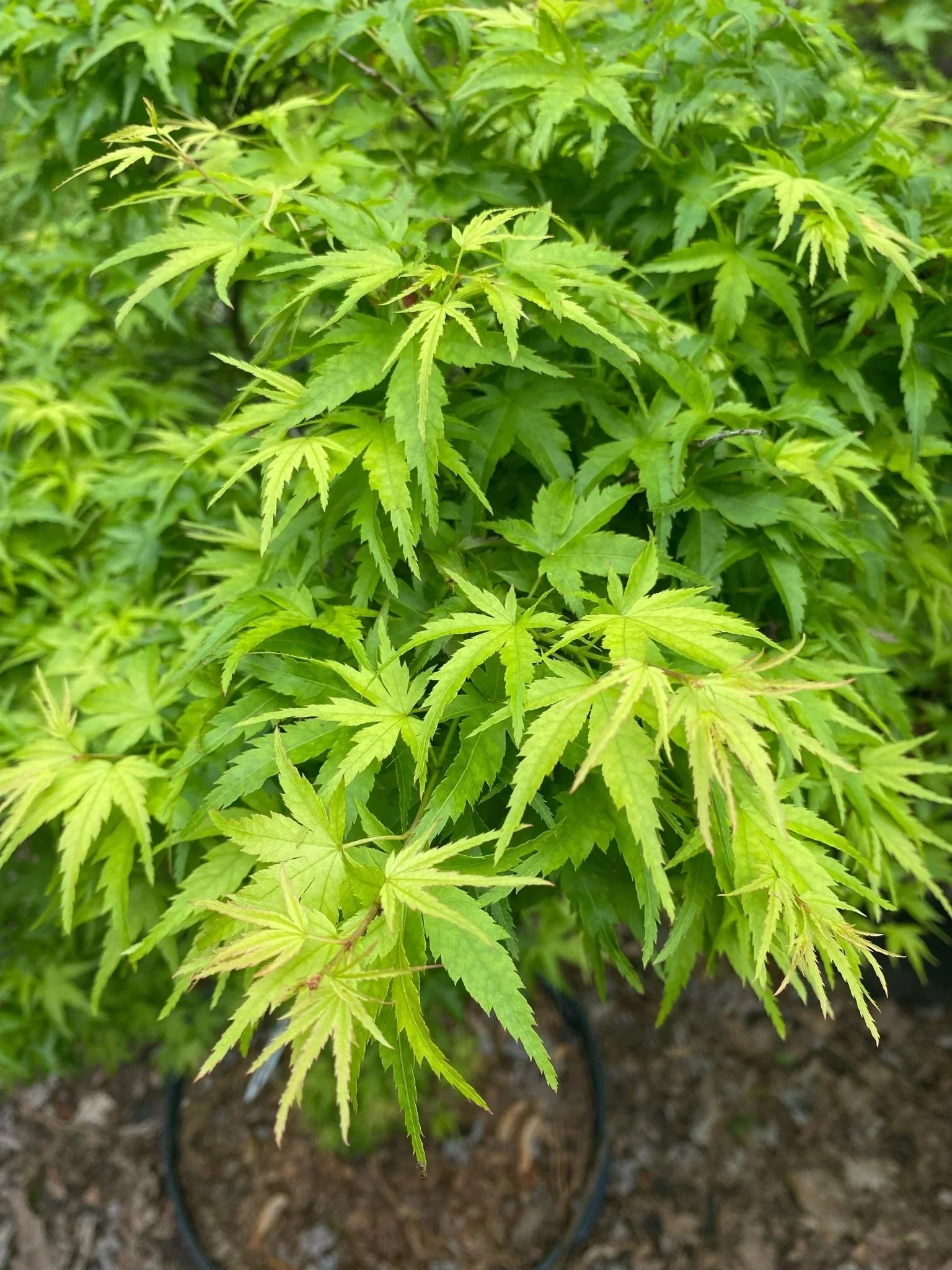 Acer Palmatum 'Going Green' - Image 2
