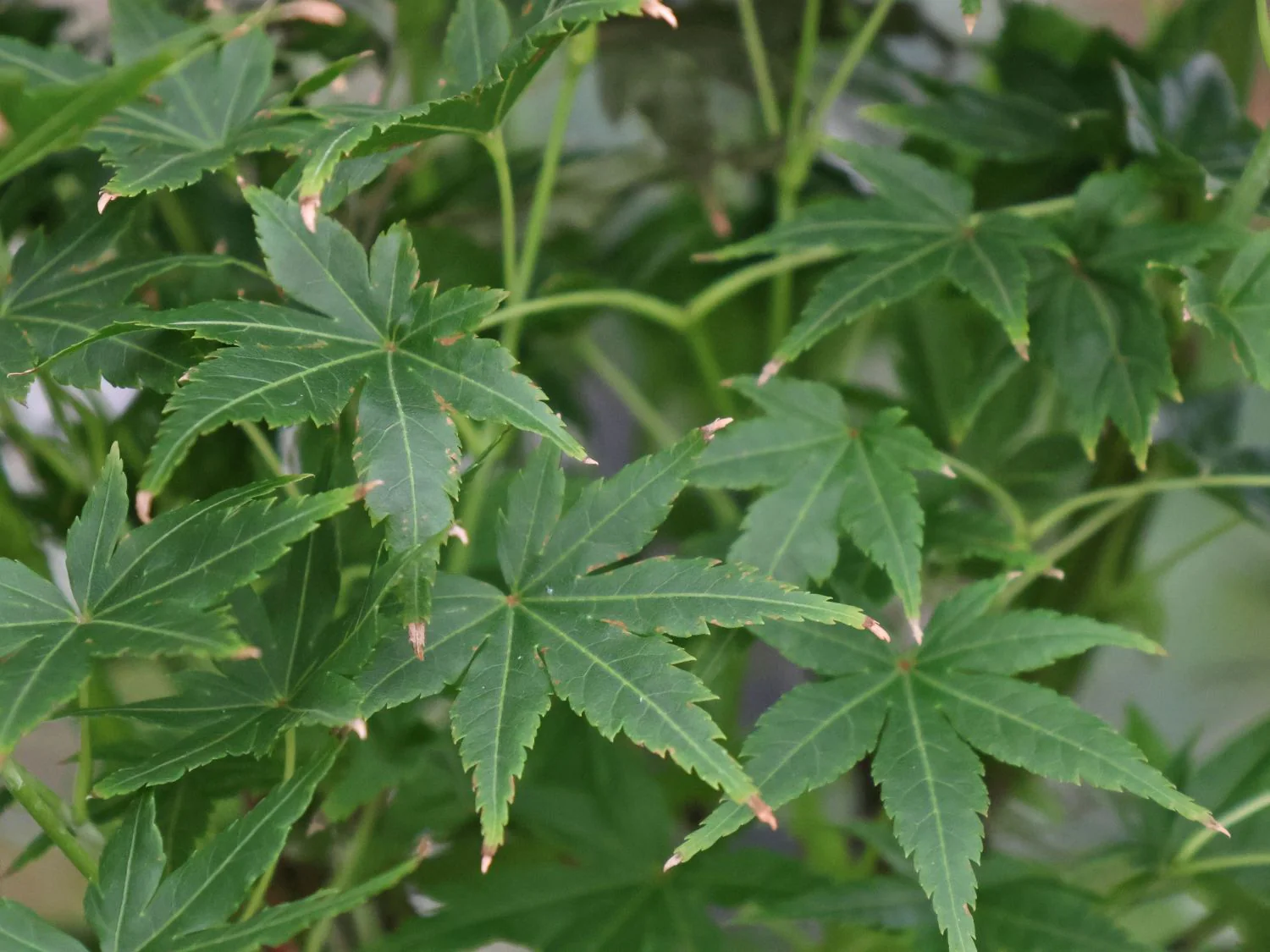 Acer Palmatum 'Going Green' - Image 3