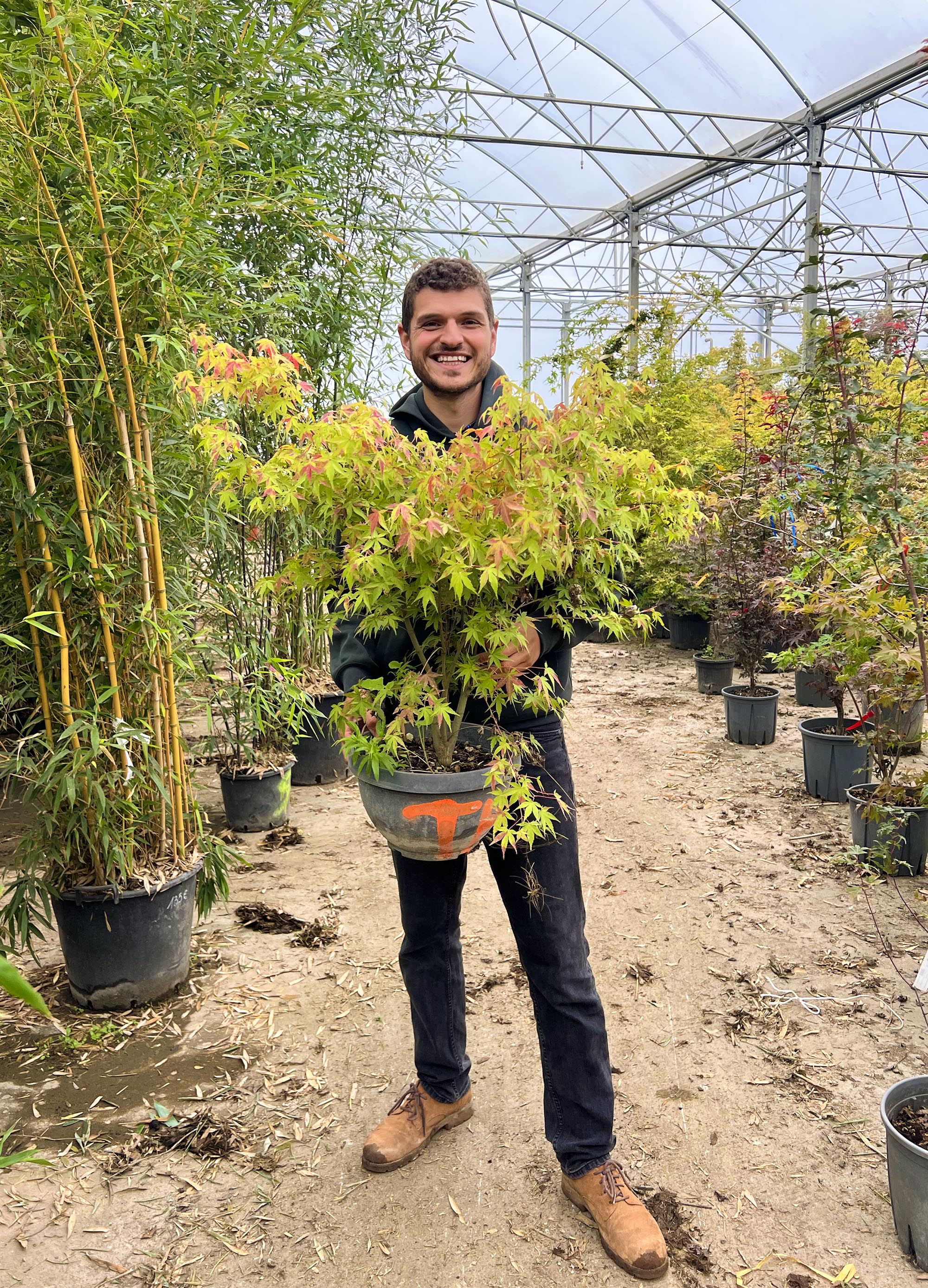Acer palmatum Katsura - Image 4