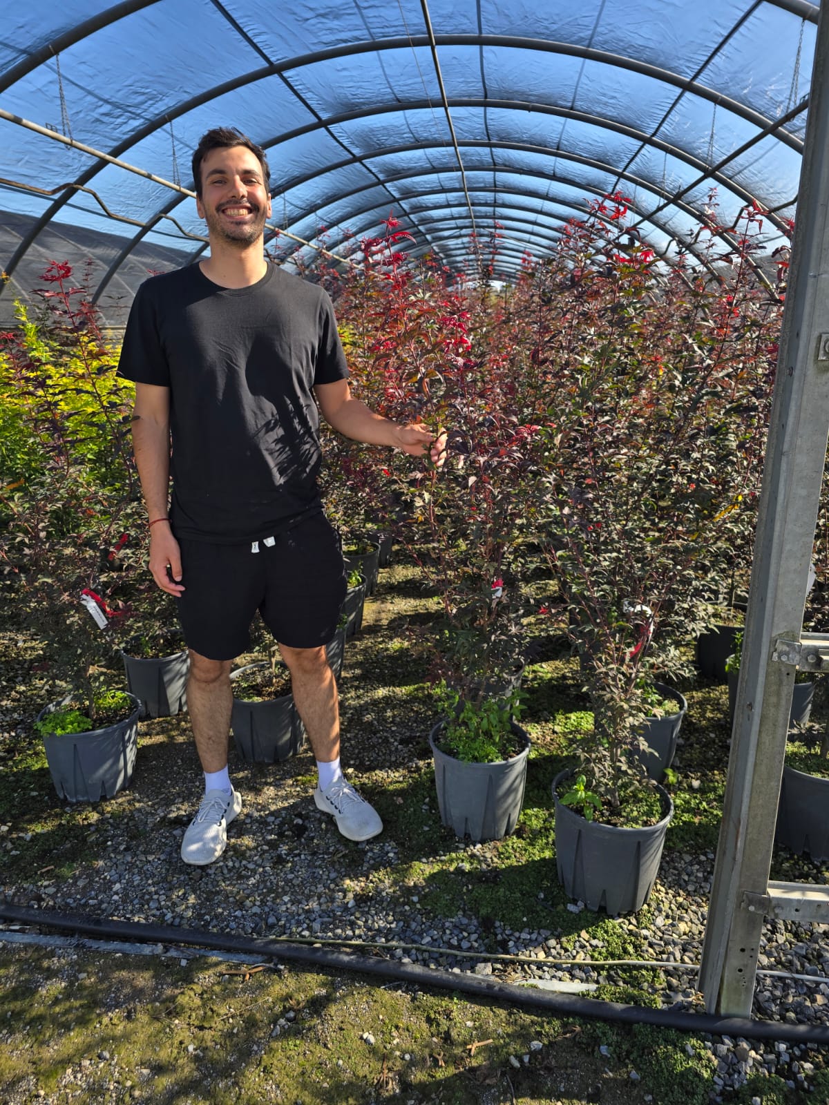Acer Palmatum "Little Red" - Image 3