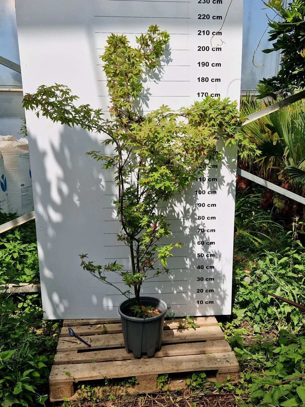 Acer Palmatum Osakazuki - Image 3