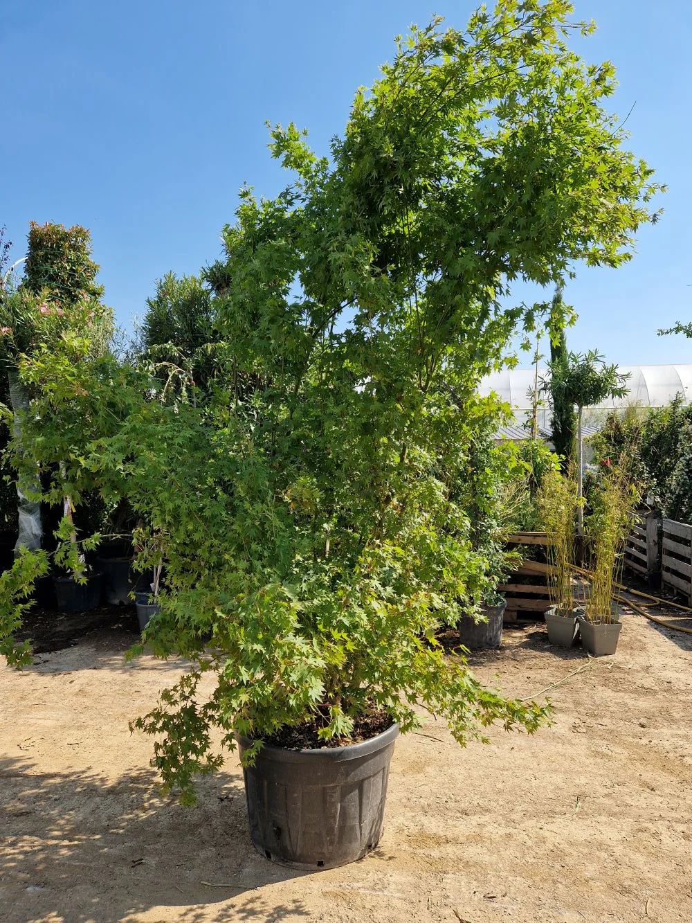 Acer Palmatum Osakazuki - Image 4
