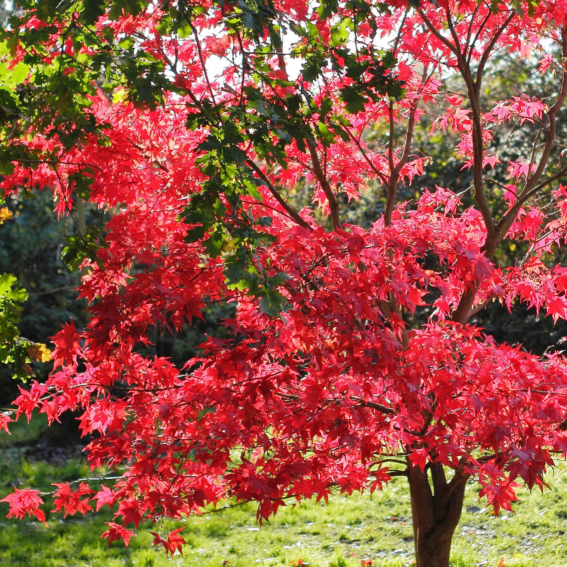 Acer Palmatum 'Redwine' - Image 2
