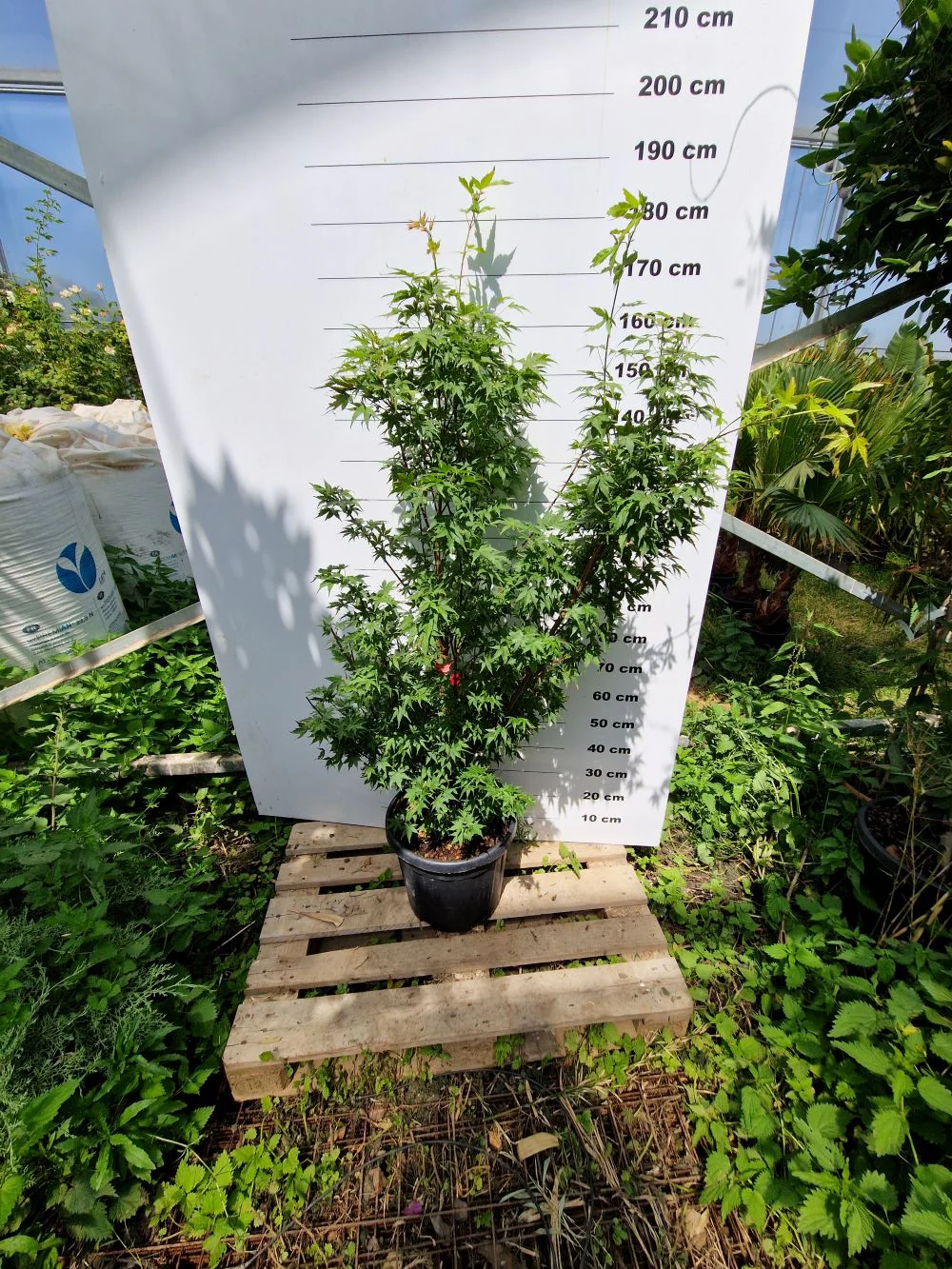 Acer Palmatum Sangokaku - Image 3