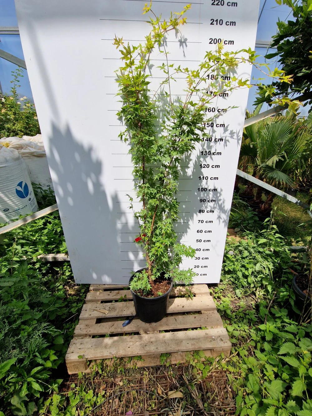 Acer Palmatum Sangokaku - Image 4