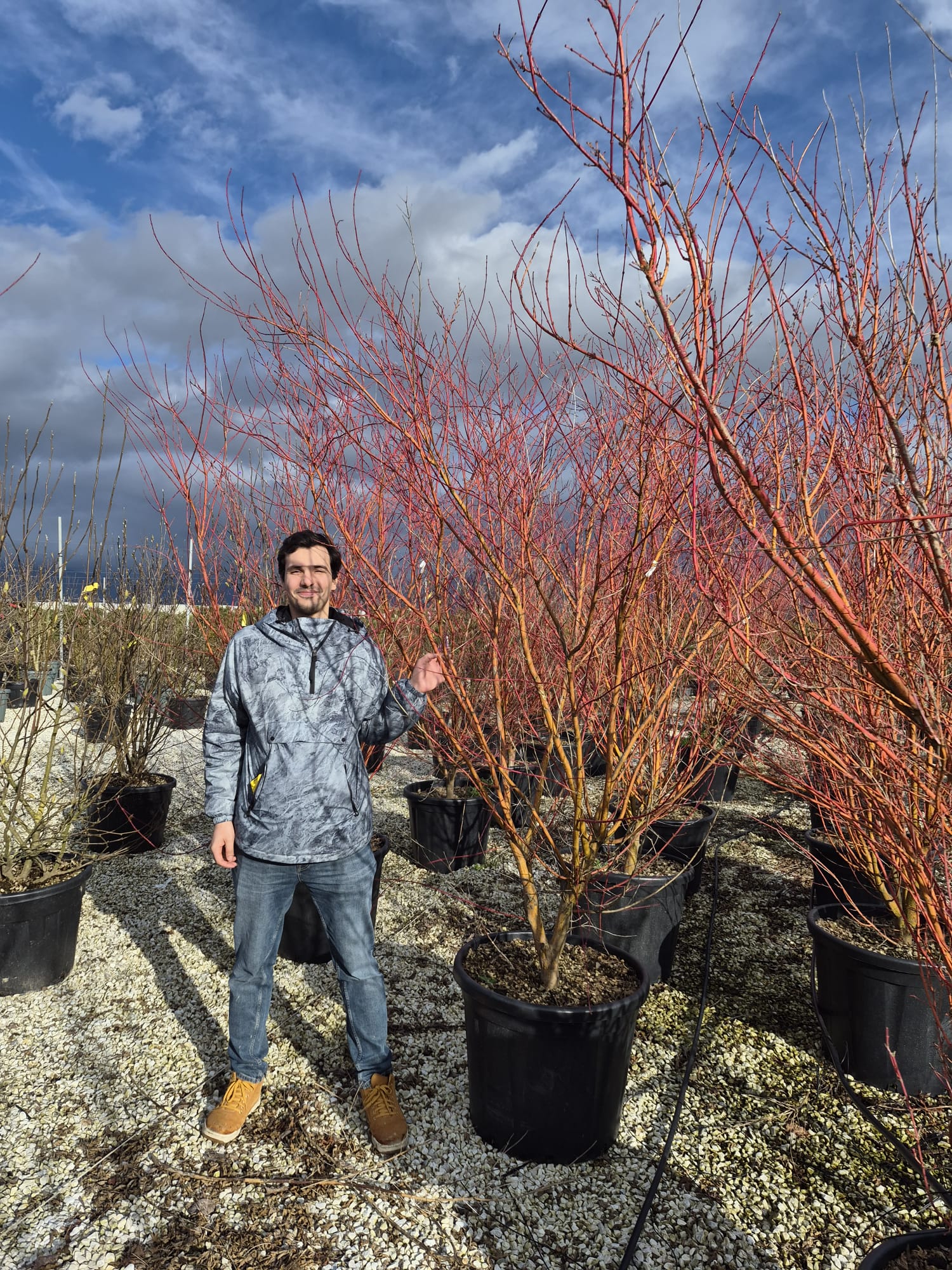Acer Palmatum Sangokaku - Image 5