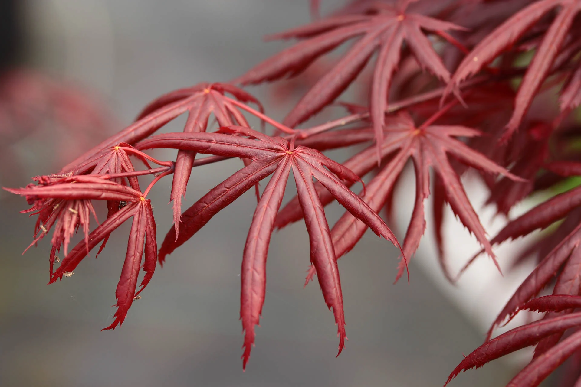 Acer Palmatum Trompenburg - Image 3