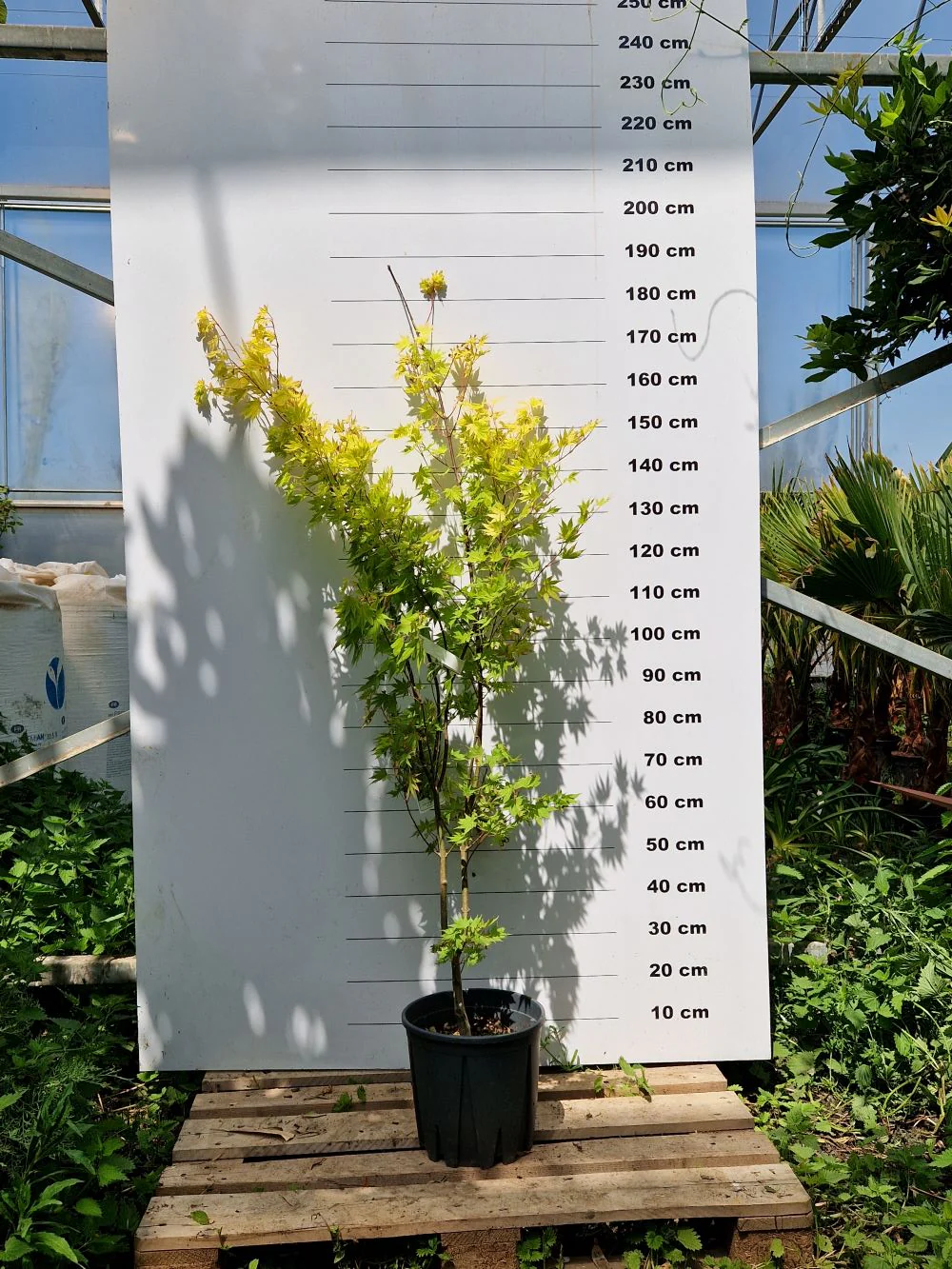 Acer Shirasawanum Jordan - Image 3