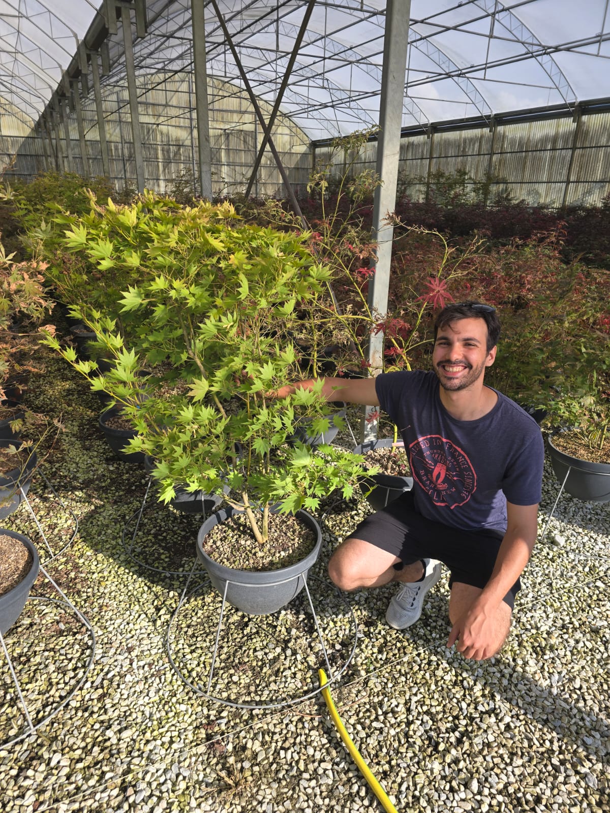 Acer Shirasawanum Jordan - Image 4