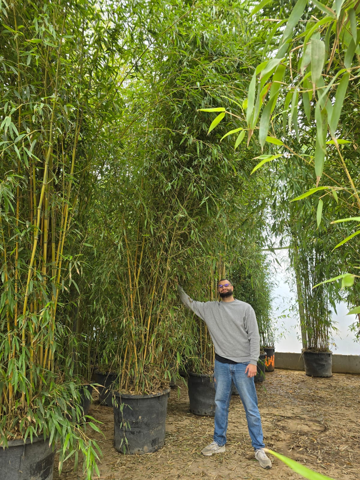 Bambou (Phyllostachys) Aureosulcata Spectabilis - Image 10