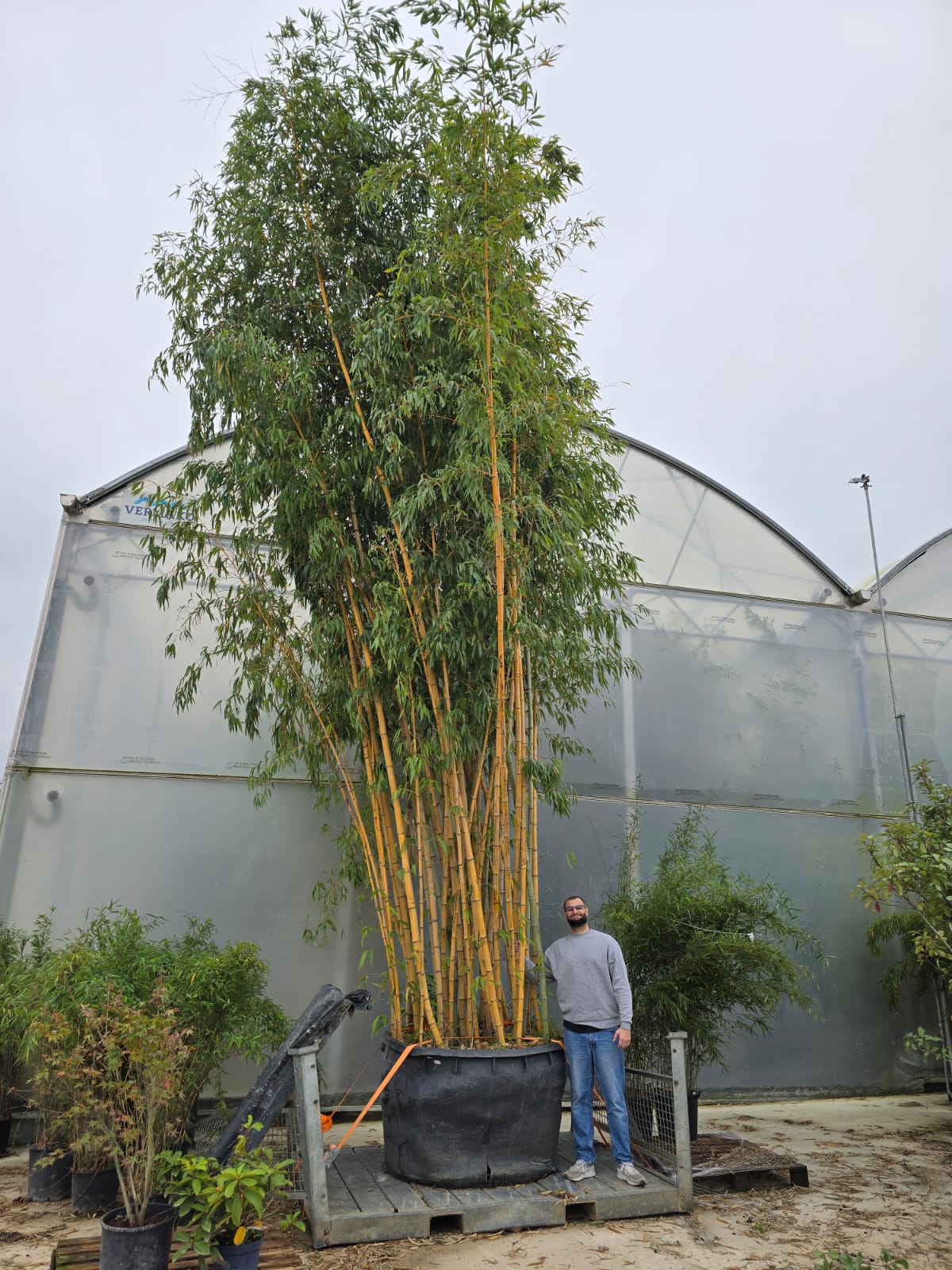 Bambou (Phyllostachys) Aureosulcata Spectabilis - Image 11