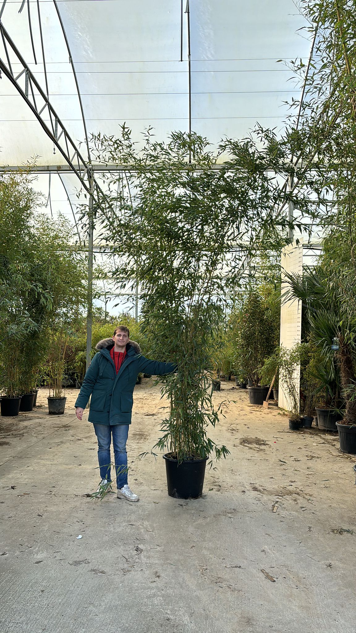Bambou (Phyllostachys) Aureosulcata Spectabilis - Image 12
