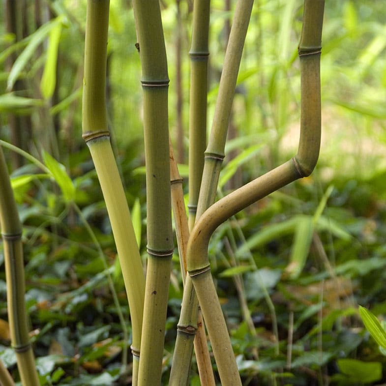 Bambou (Phyllostachys) Aureosulcata Spectabilis - Image 3