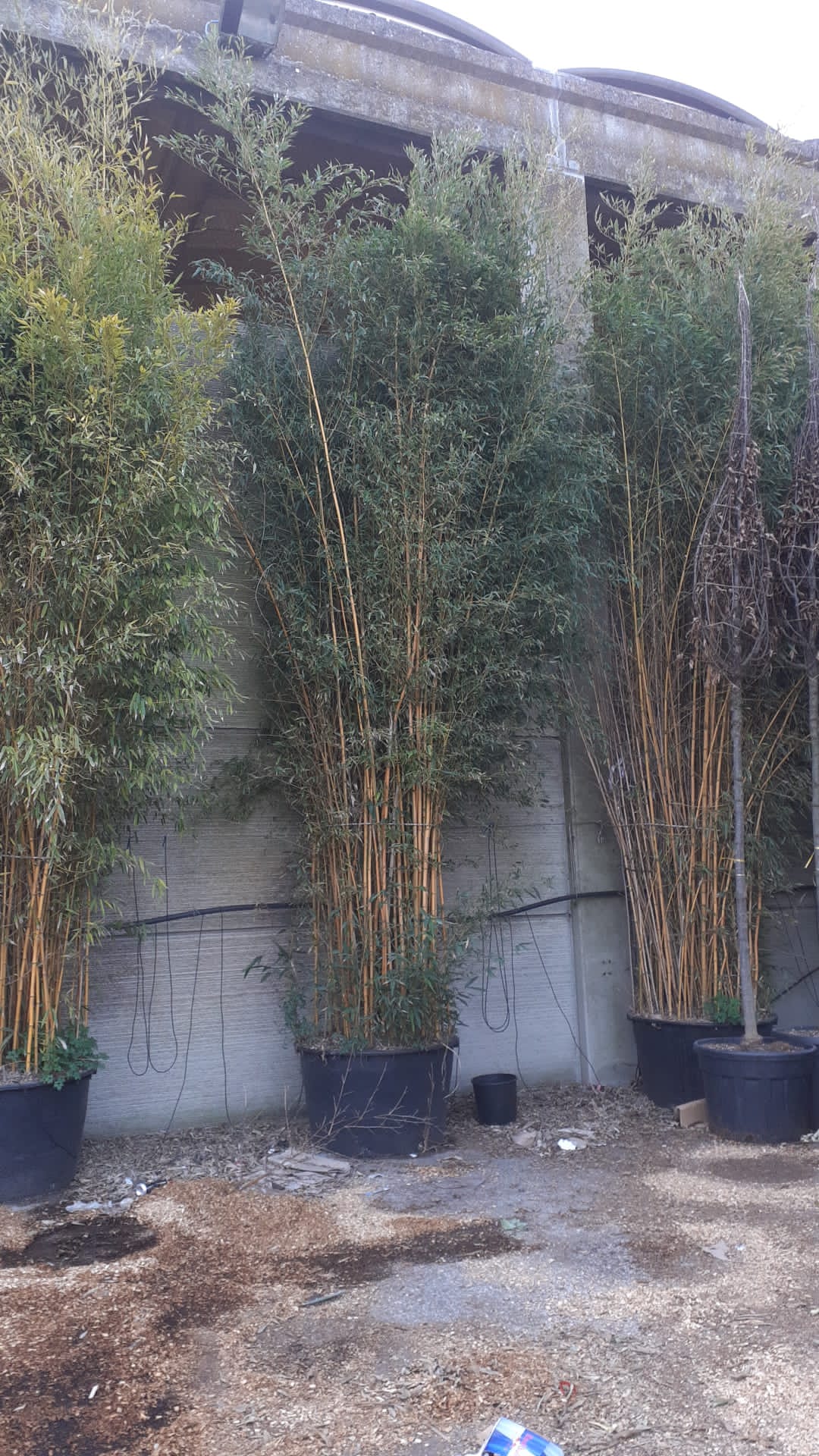 Bambou (Phyllostachys) Aureosulcata Spectabilis - Image 4