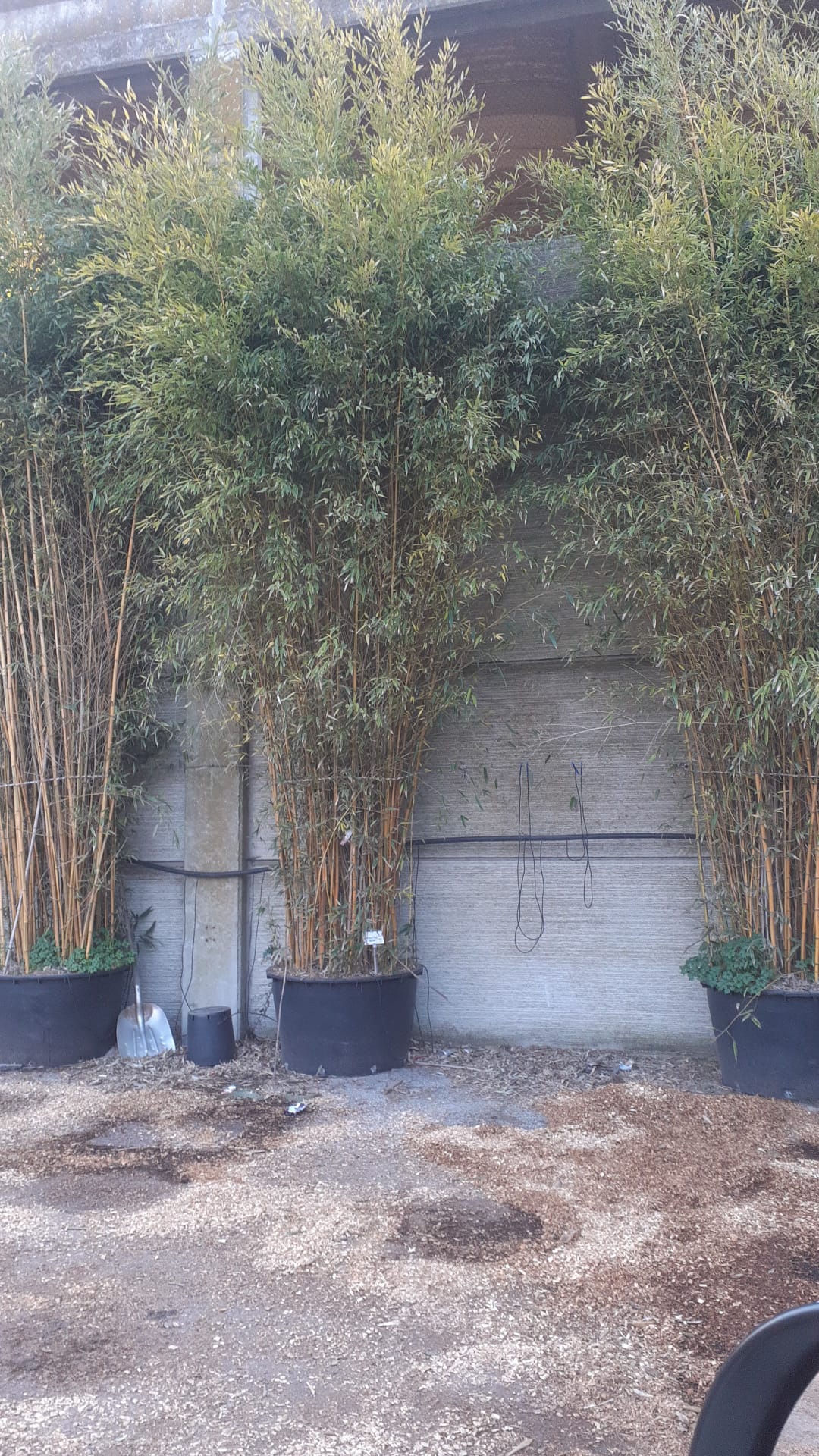 Bambou (Phyllostachys) Aureosulcata Spectabilis - Image 5