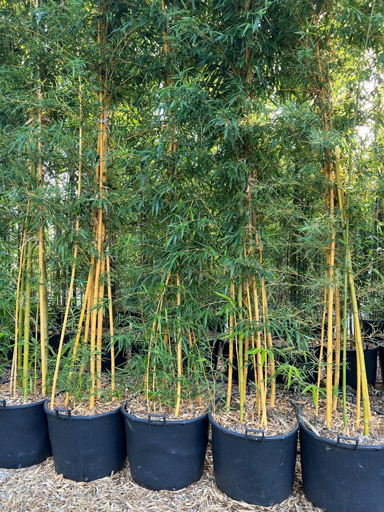 Bambou (Phyllostachys) Aureosulcata Spectabilis - Image 6