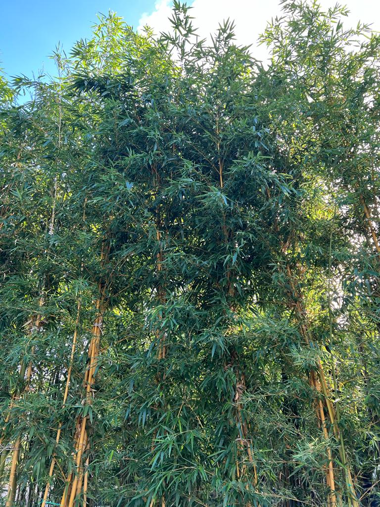 Bambou (Phyllostachys) Aureosulcata Spectabilis - Image 7
