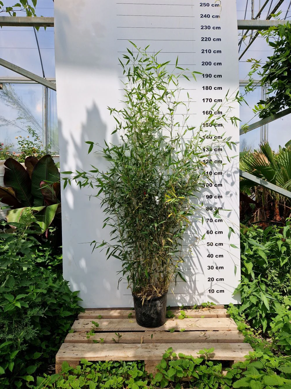 Bambou (Phyllostachys) Aureosulcata Spectabilis - Image 8