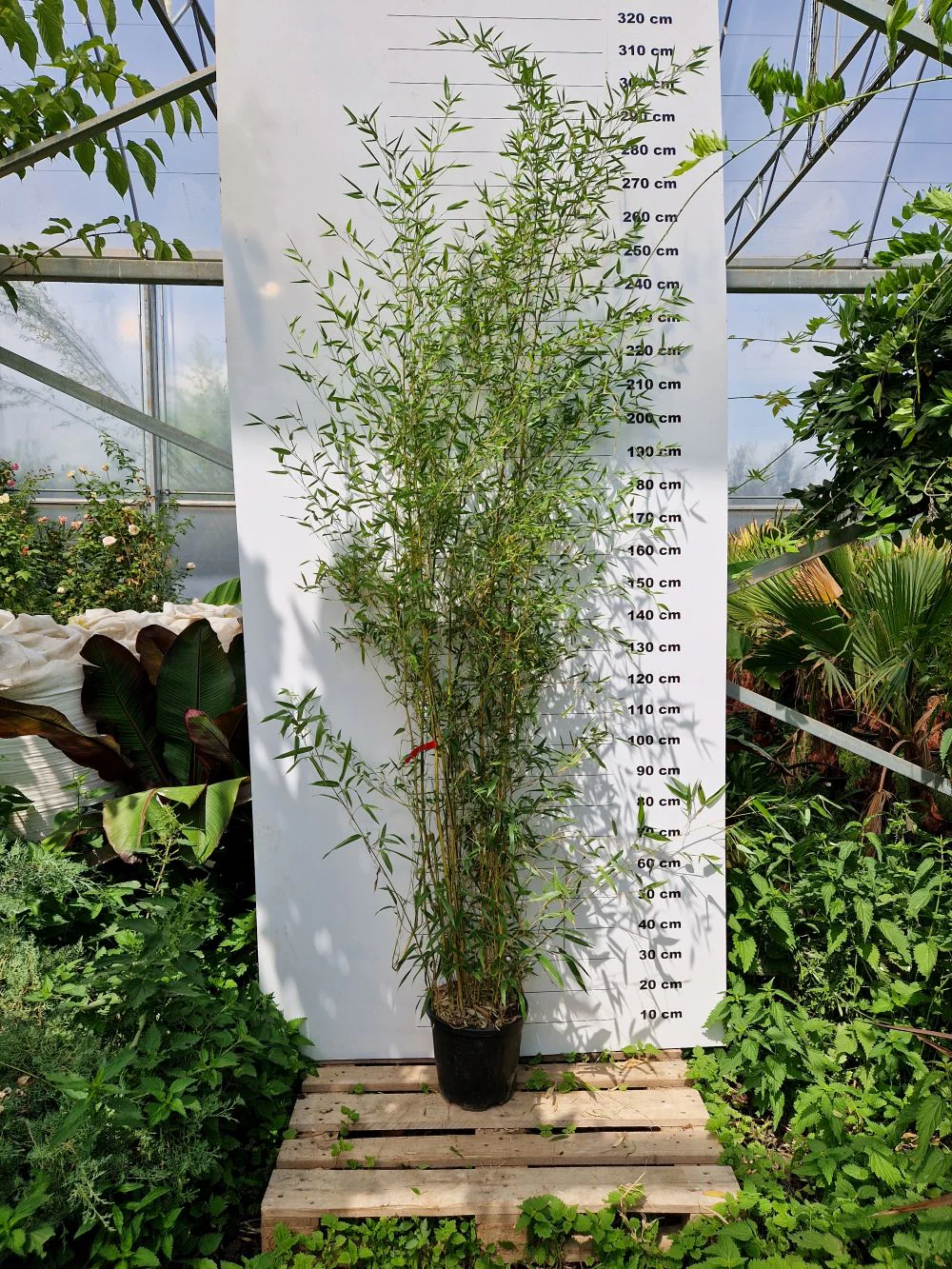 Bambou (Phyllostachys) Aureosulcata Spectabilis - Image 9