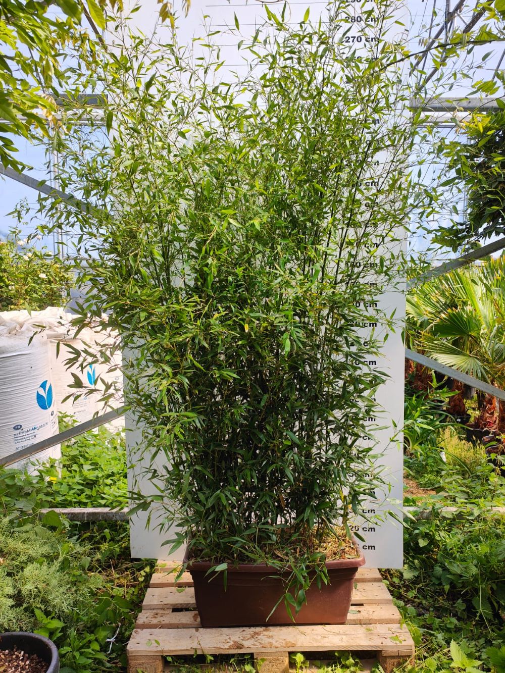 Bambou (Phyllostachys) Bissetii - Image 10