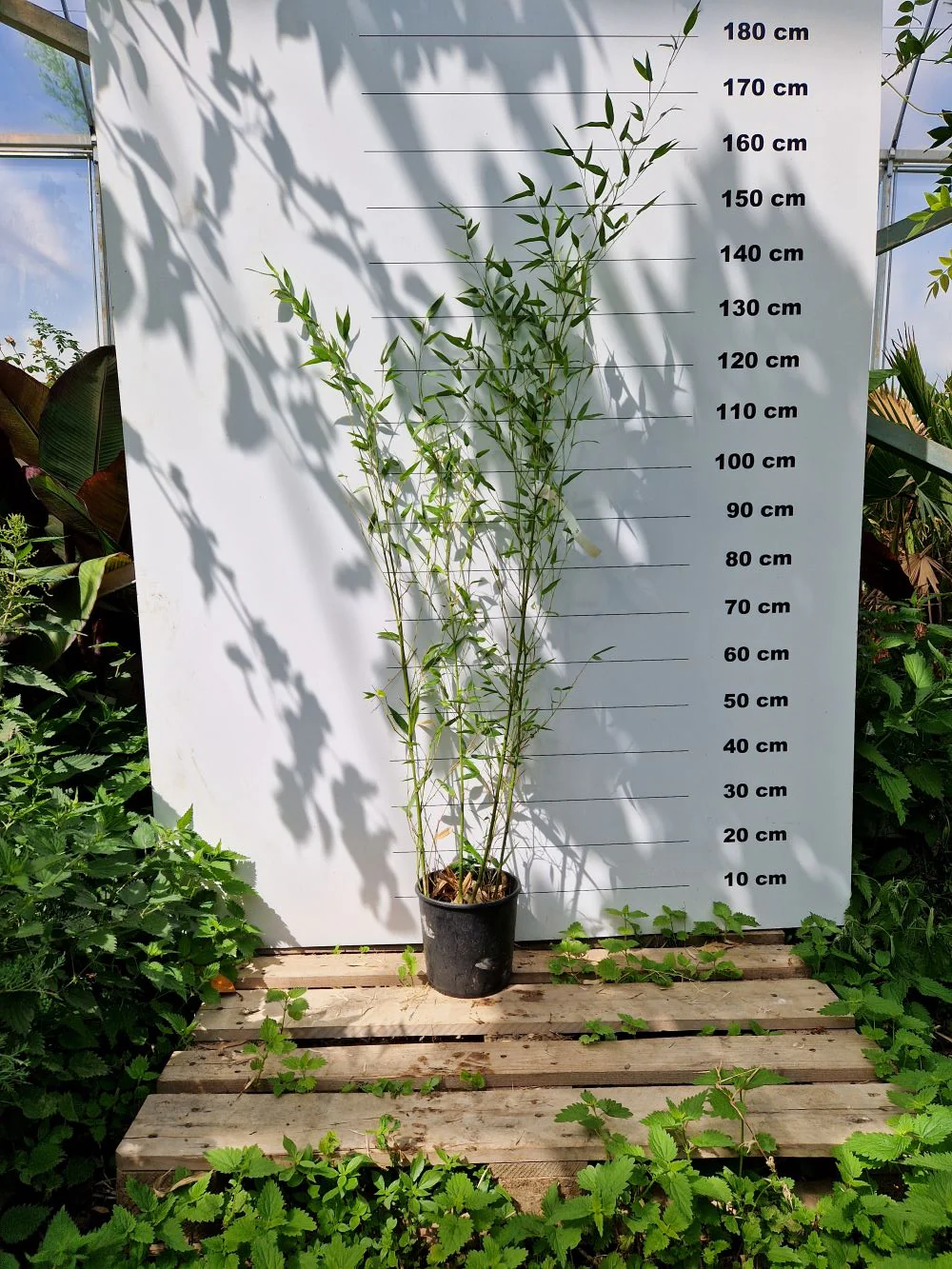 Bambou (Phyllostachys) Bissetii - Image 11