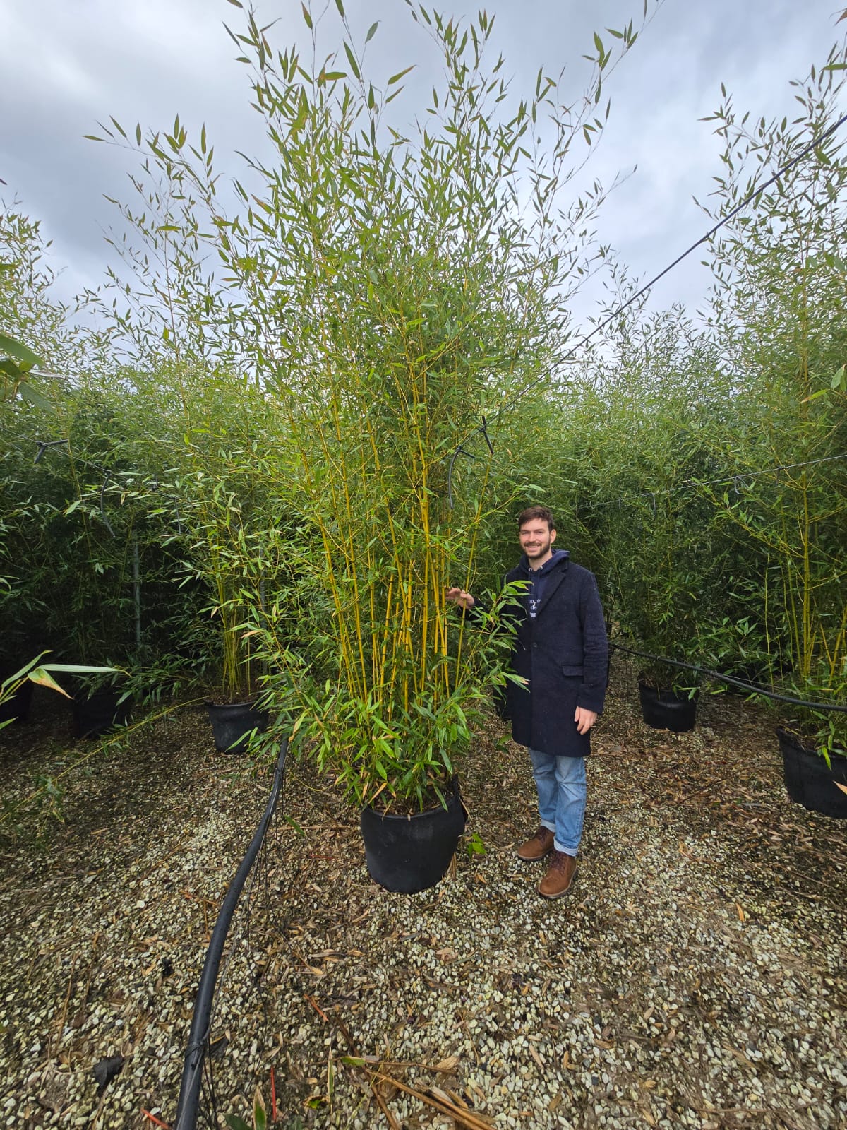 Bambou (Phyllostachys) Bissetii - Image 12