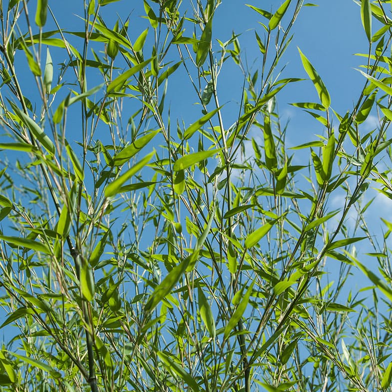Bambou (Phyllostachys) Bissetii - Image 3
