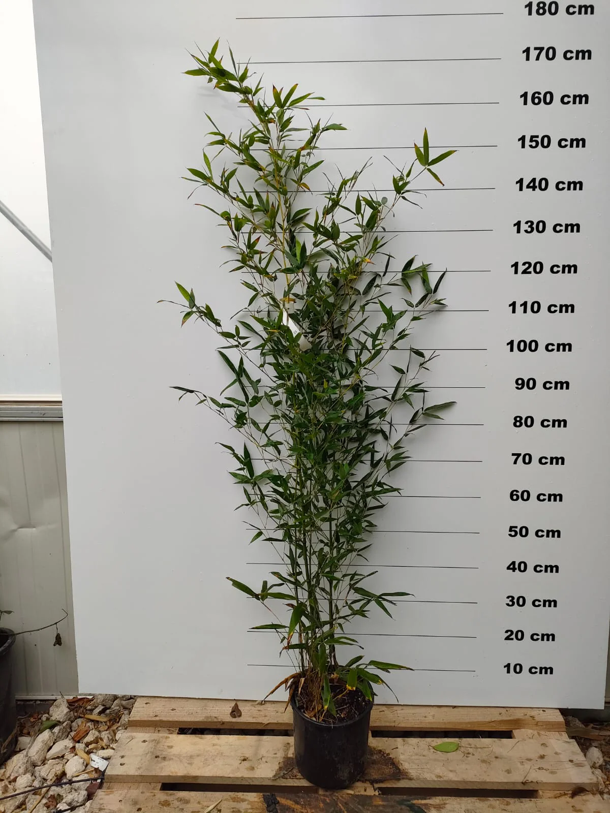 Bambou (Phyllostachys) Bissetii - Image 4