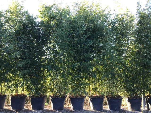 Bambou (Phyllostachys) Bissetii - Image 5
