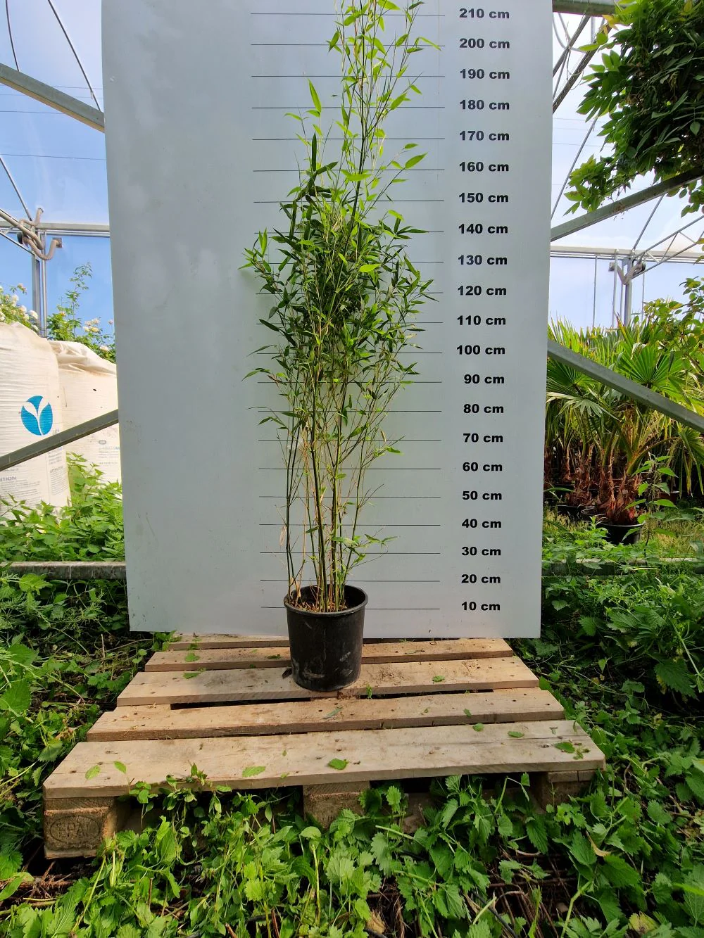 Bambou (Phyllostachys) Bissetii - Image 6
