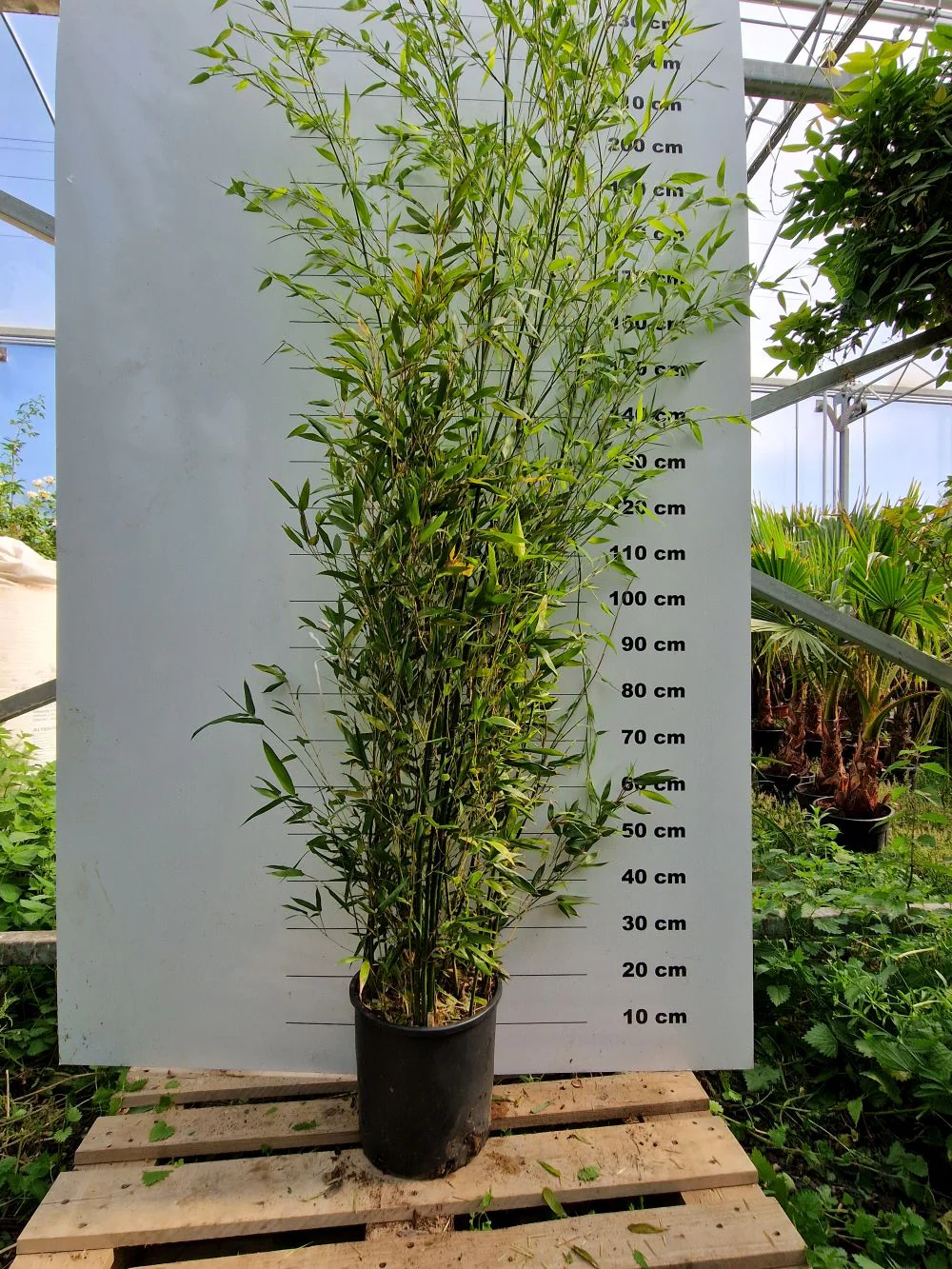 Bambou (Phyllostachys) Bissetii - Image 7