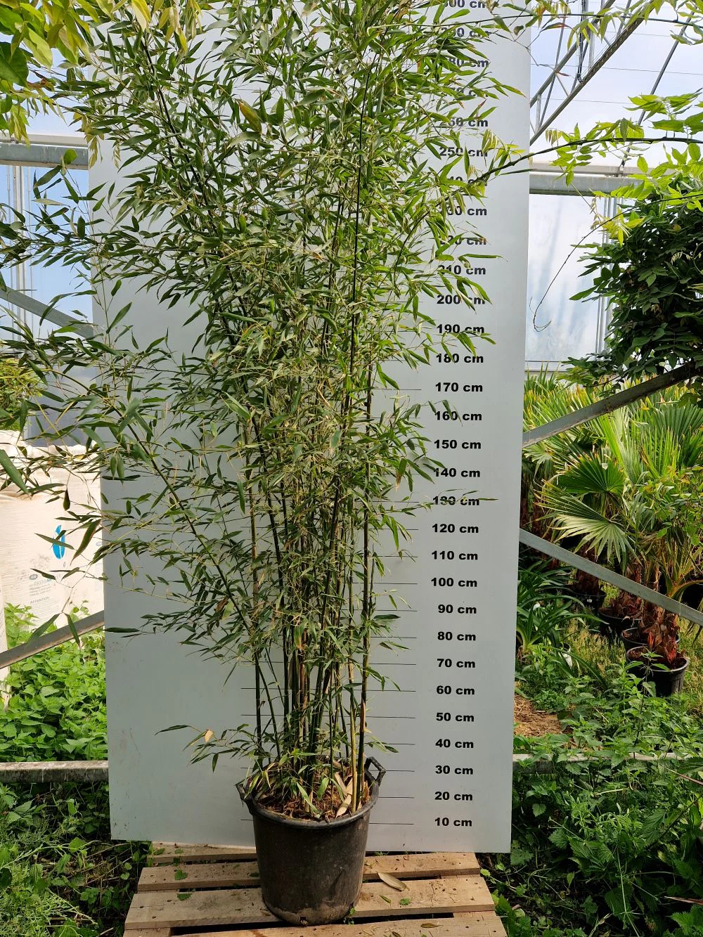 Bambou (Phyllostachys) Bissetii - Image 8