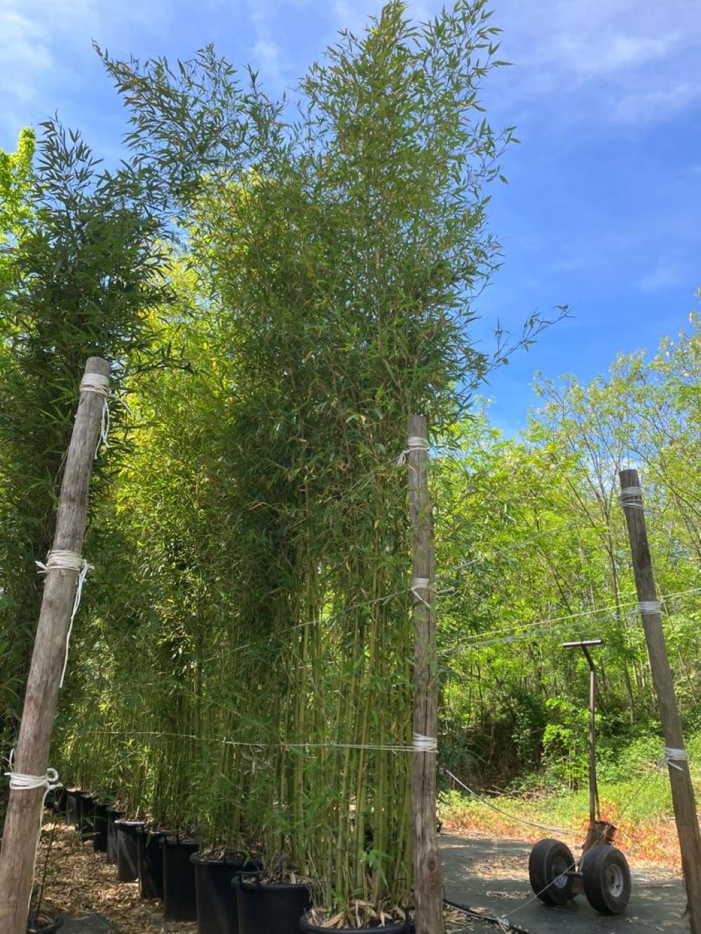 Bambou (Phyllostachys) Bissetii - Image 9