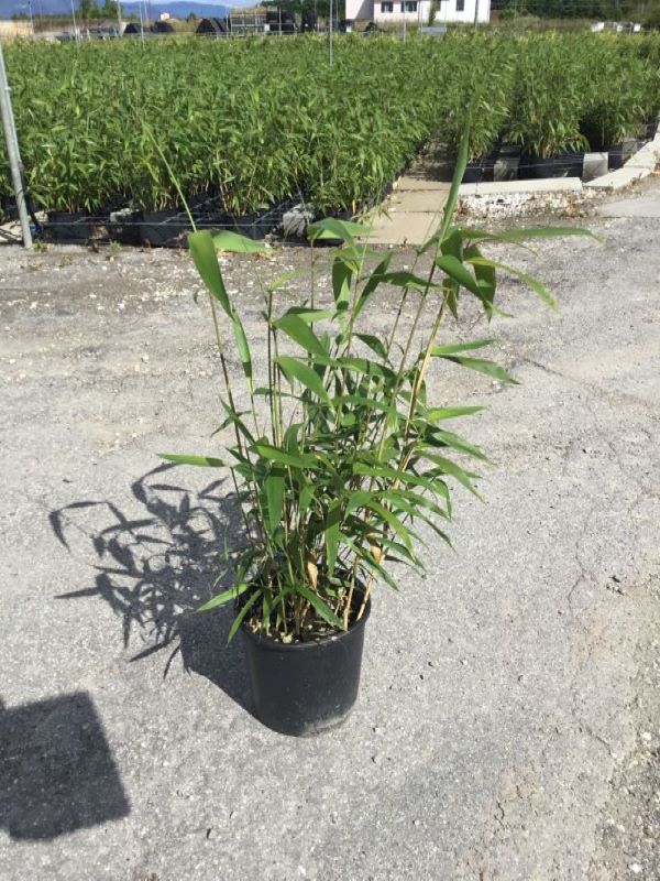 Bambou Metake (Arundinaria Japonica) - Image 3