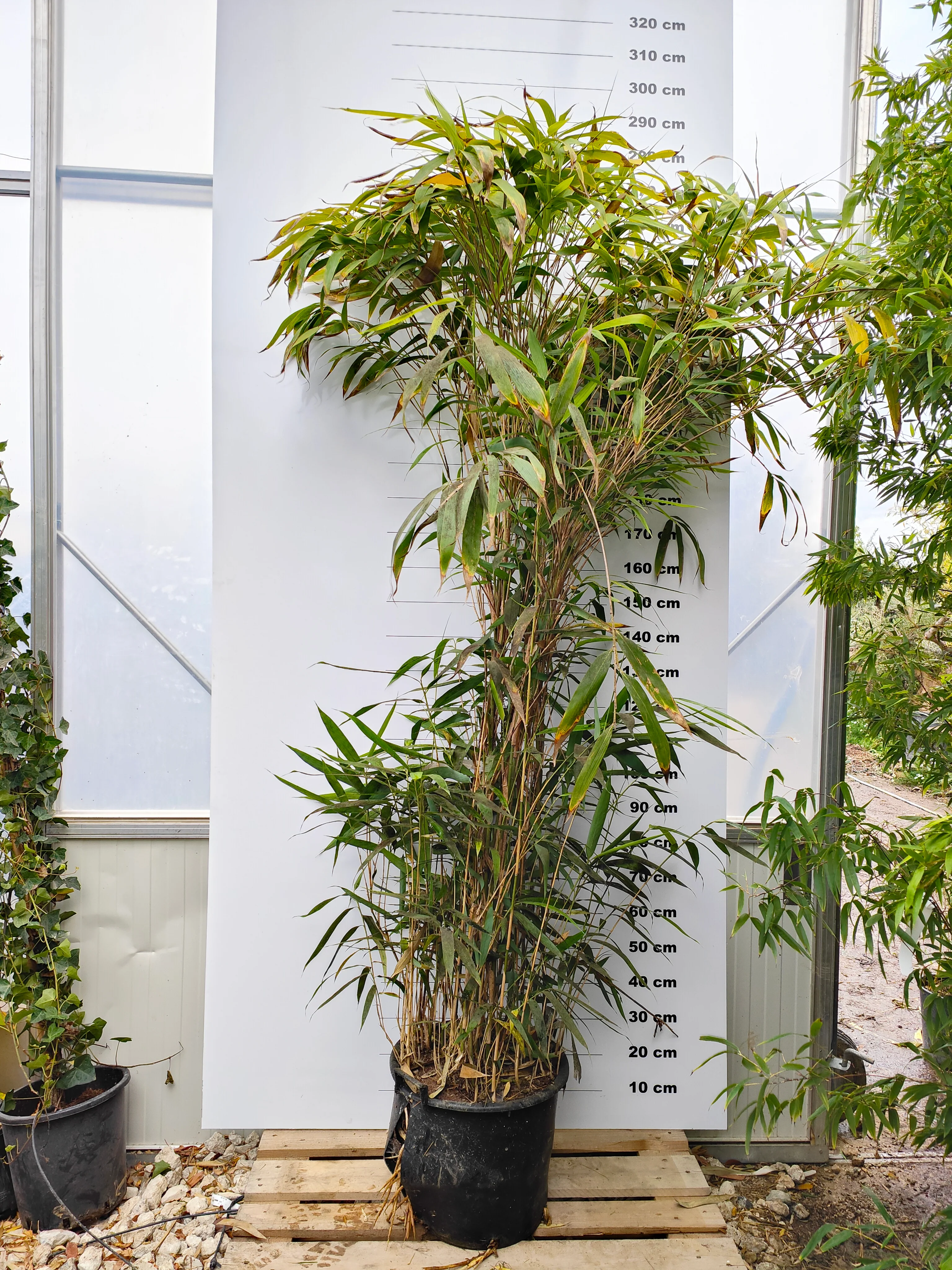 Bambou Metake (Arundinaria Japonica) - Image 4