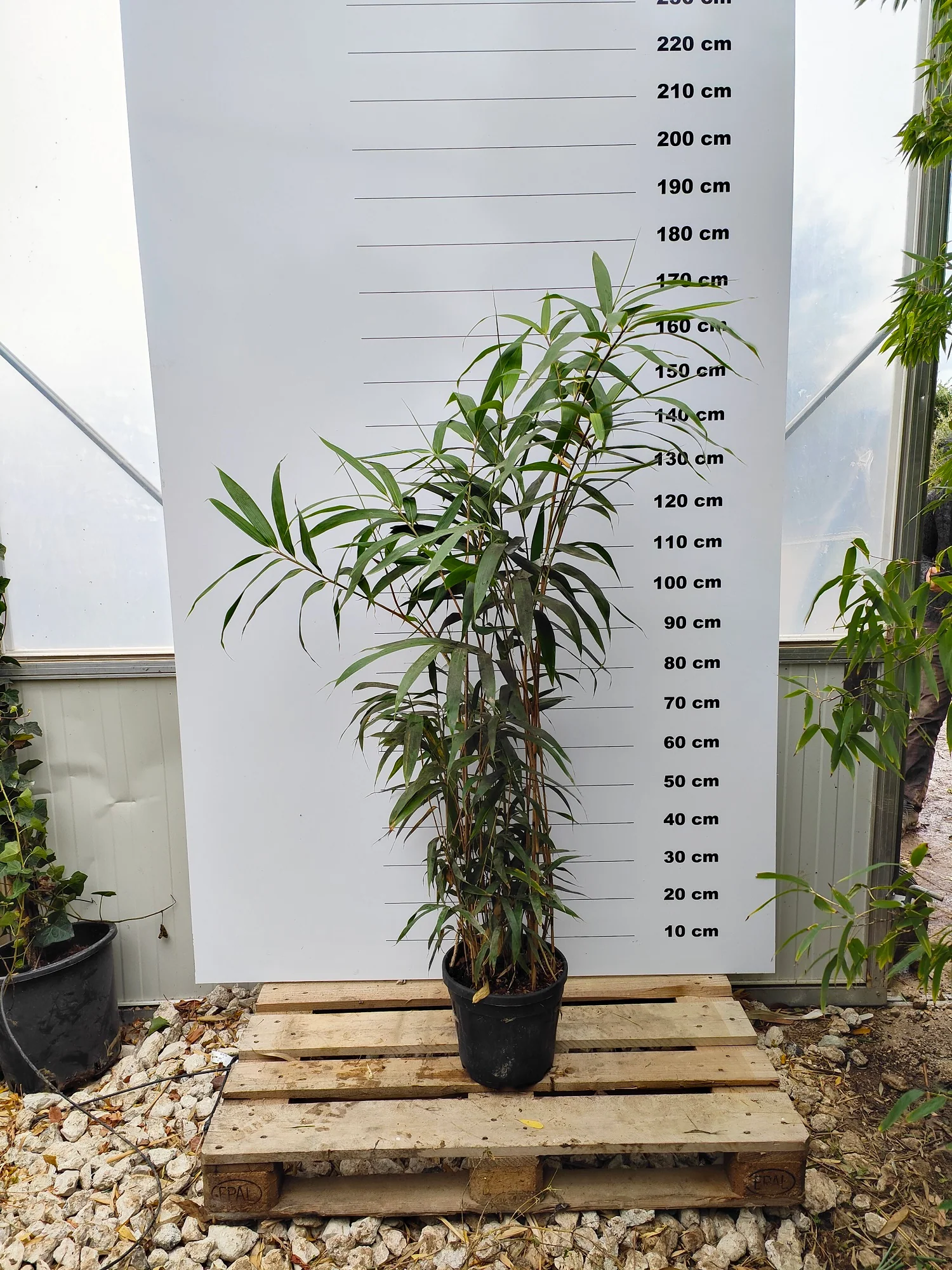 Bambou Metake (Arundinaria Japonica) - Image 6
