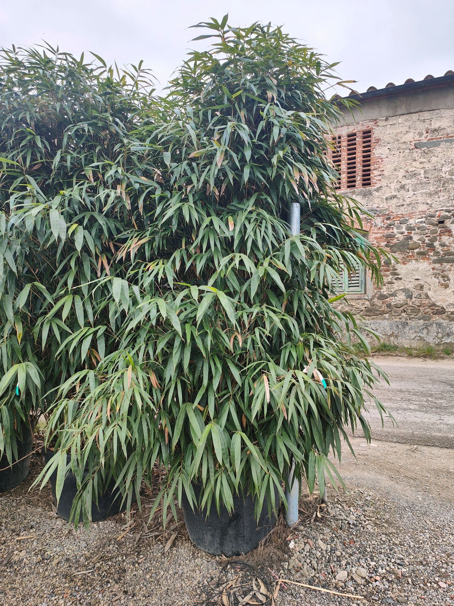 Bambou Metake (Arundinaria Japonica) - Image 7