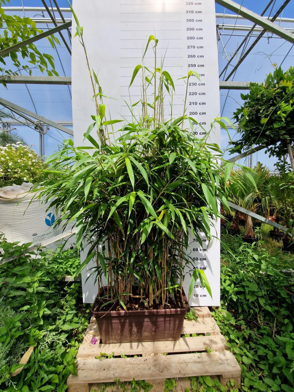 Bambou Metake (Arundinaria Japonica) - Image 8