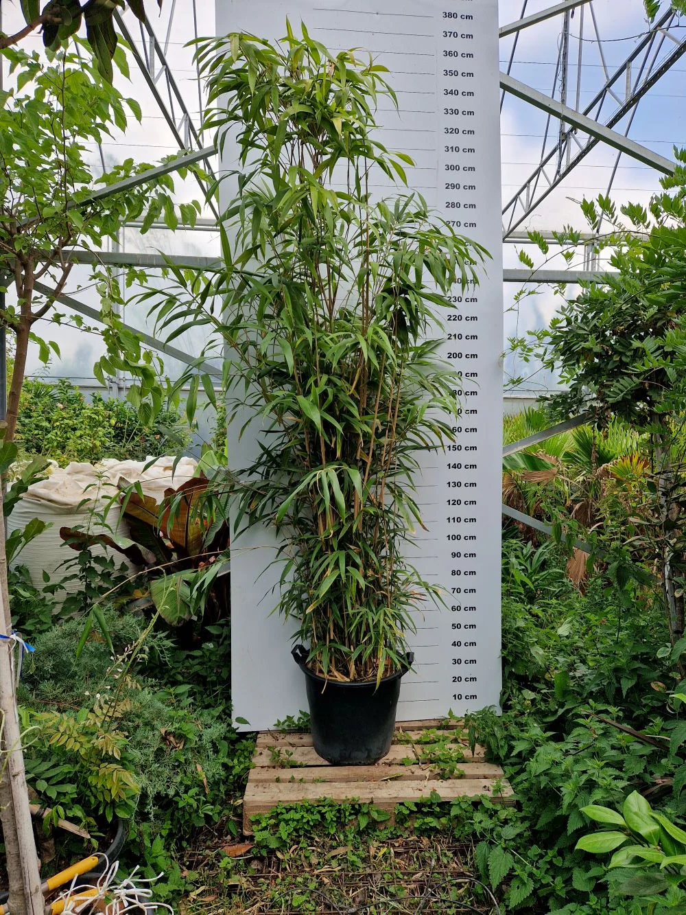 Bambou Metake (Arundinaria Japonica) - Image 9