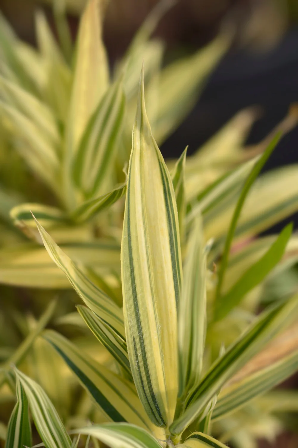 Bambusa Nana Variegata (Pleiob.For.Argenteom.) - Image 4