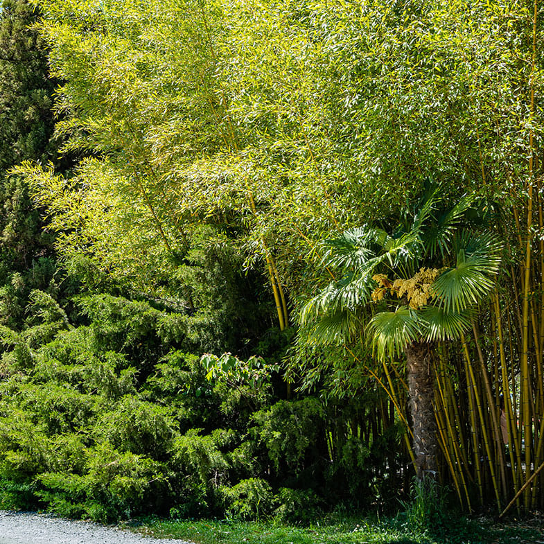 Bambou (Phyllostachys) Aureosulcata Aureocaulis - Image 3